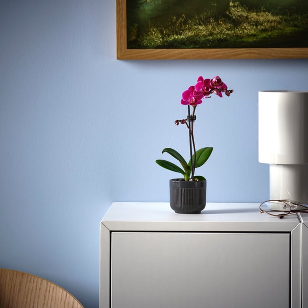 PHALAENOPSIS - Potted plant, Orchid in various colours, 6 cm - Pot diameter: 6 cm Plant height: 18 cm.