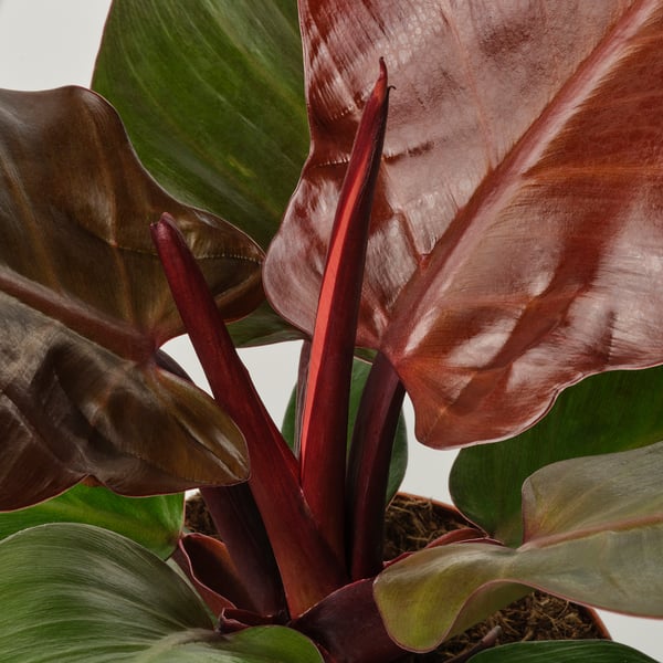 PHILODENDRON - Potted plant, various species of Philodendron, 12 cm - Pot diameter: 12 cm Plant height: 28 cm.