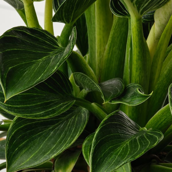 PHILODENDRON - Potted plant, various species of Philodendron, 12 cm - Pot diameter: 12 cm Plant height: 28 cm.