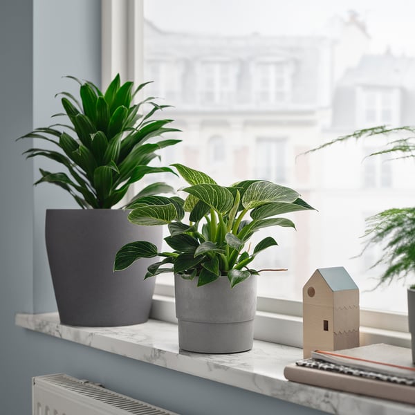 PHILODENDRON - Potted plant, various species of Philodendron, 12 cm - Pot diameter: 12 cm Plant height: 28 cm.