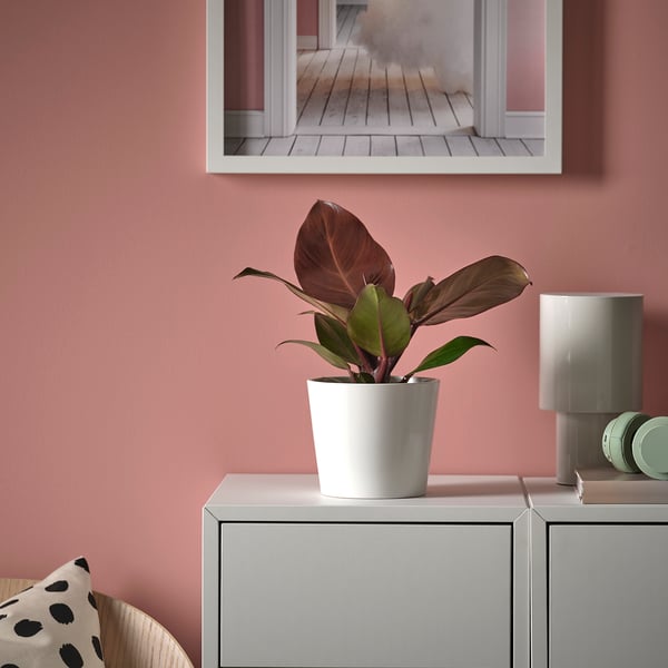 PHILODENDRON - Potted plant, various species of Philodendron, 12 cm - Pot diameter: 12 cm Plant height: 28 cm.