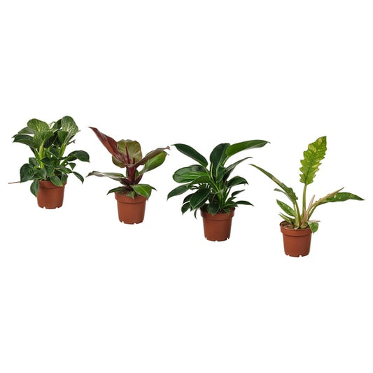 PHILODENDRON - Potted plant, various species of Philodendron, 12 cm - Pot diameter: 12 cm Plant height: 28 cm.
