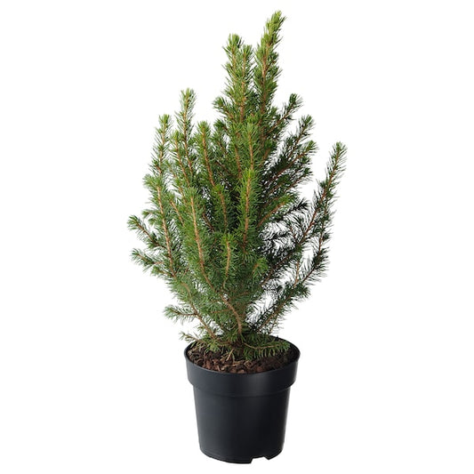 PICEA GLAUCA CONICA - Potted plant, White spruce, 15 cm