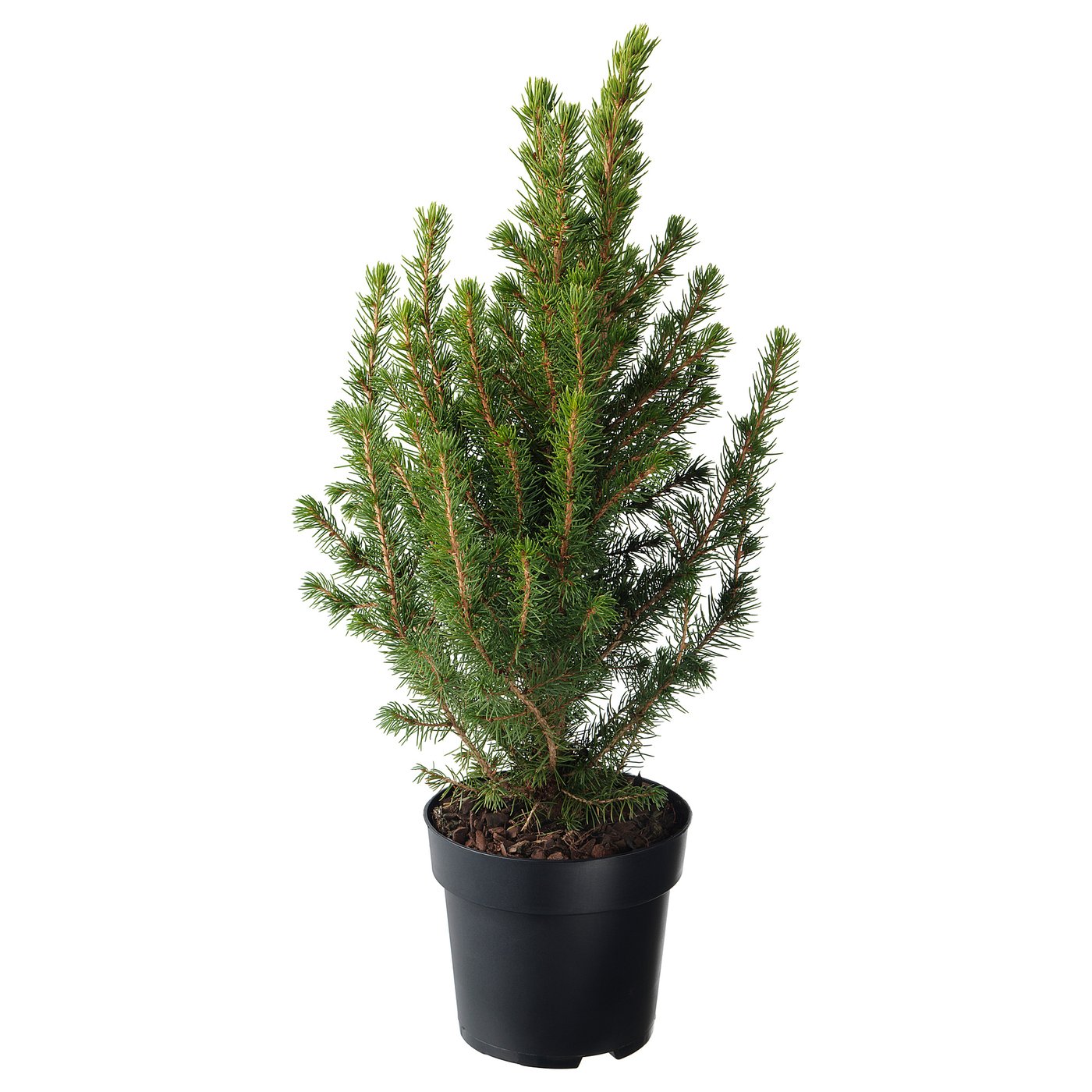 PICEA GLAUCA CONICA potted plant, White spruce, 15 cm