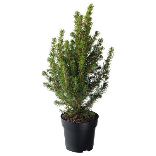 PICEA GLAUCA CONICA potted plant, White spruce, 15 cm