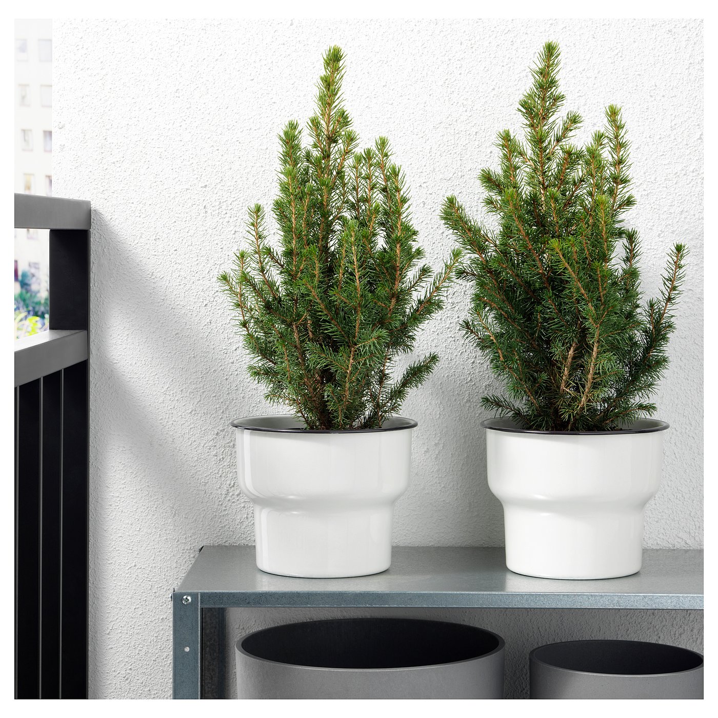 PICEA GLAUCA CONICA potted plant, White spruce, 15 cm