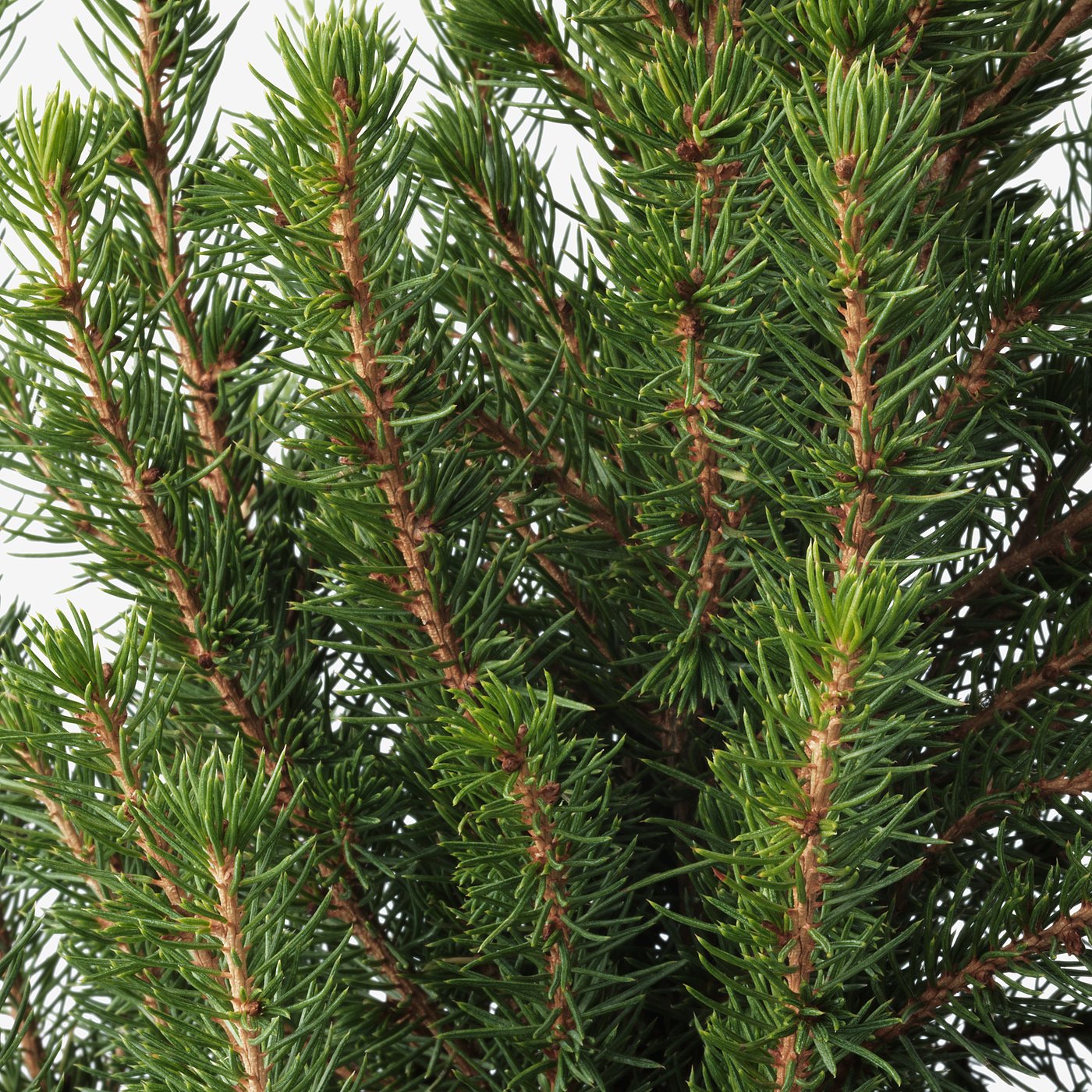 PICEA GLAUCA CONICA potted plant, White spruce, 15 cm
