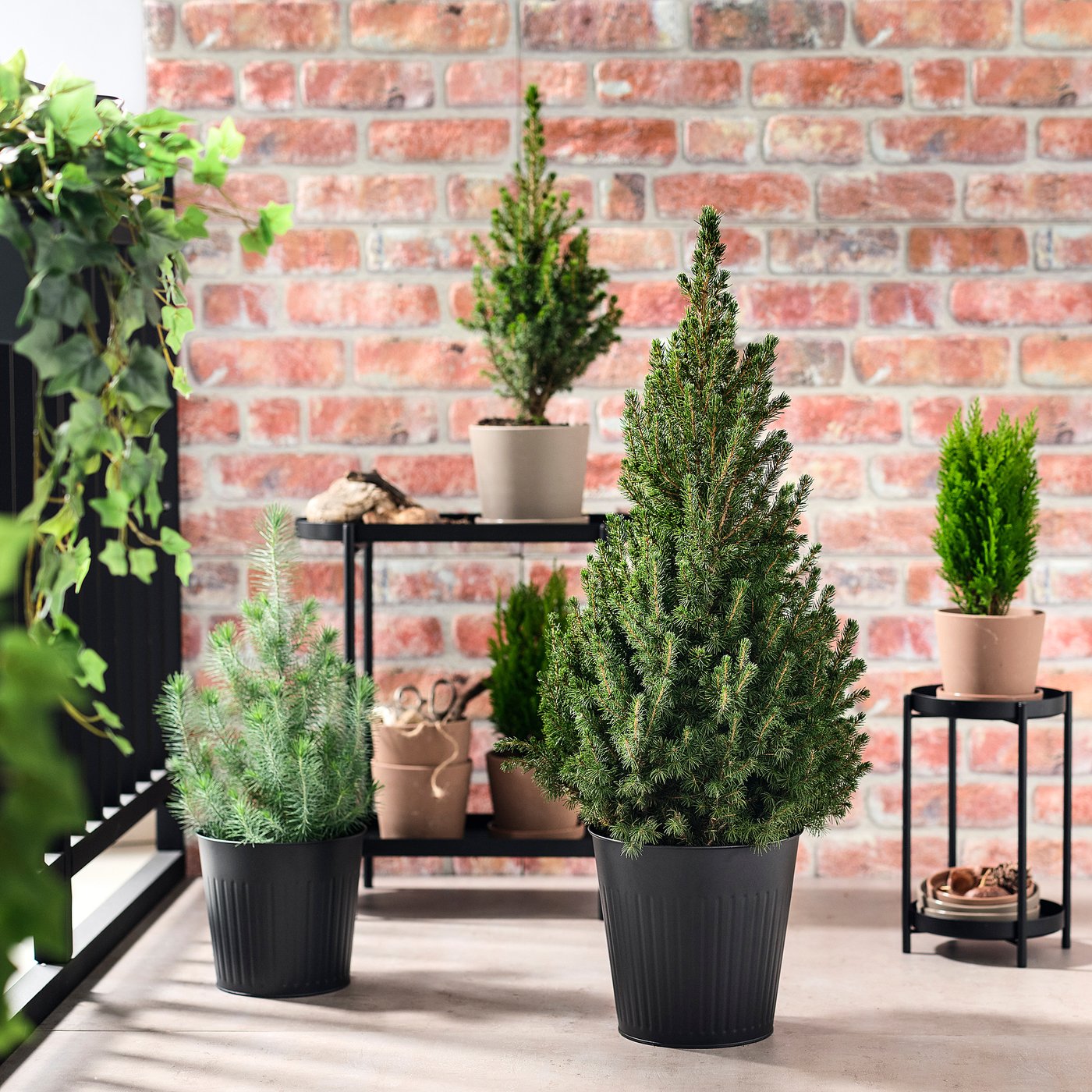 PICEA GLAUCA CONICA potted plant, White spruce, 23 cm