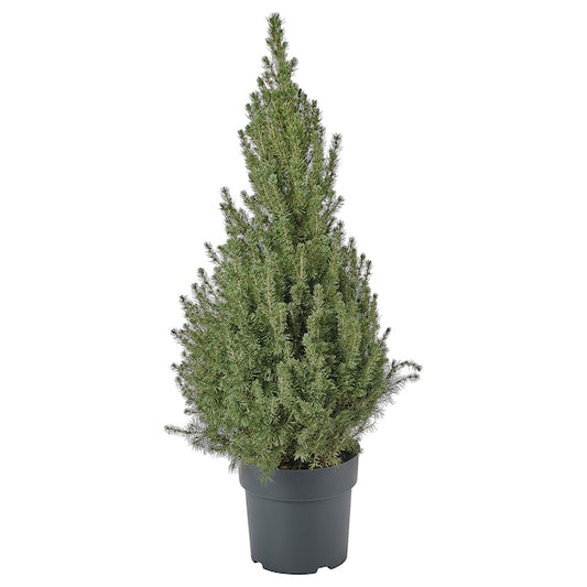 PICEA GLAUCA CONICA - Potted plant, white spruce,23 cm