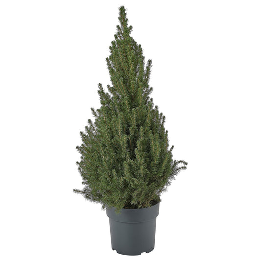 PICEA GLAUCA CONICA potted plant, White spruce, 23 cm