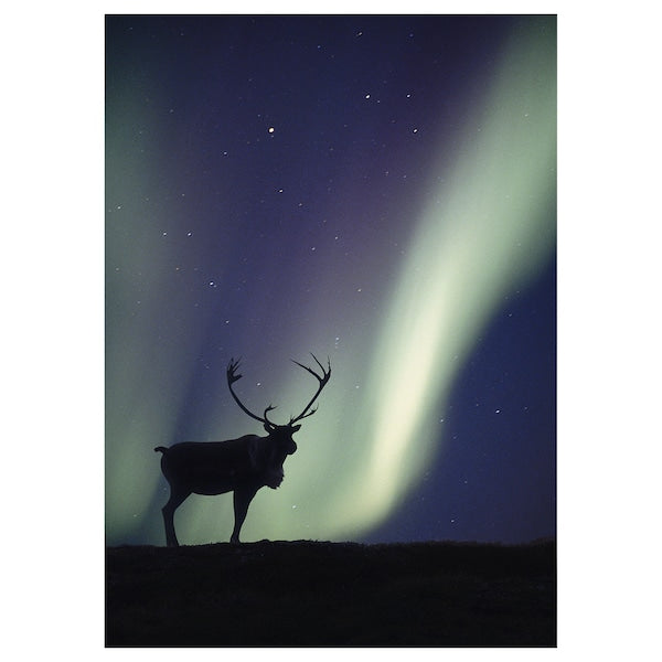 PJÄTTERYD - Canvas, deer and aurora borealis,50x70 cm