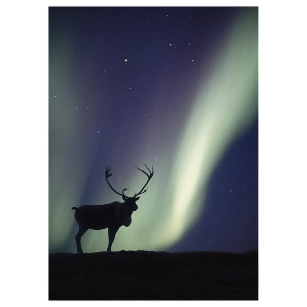 PJÄTTERYD - Canvas, deer and aurora borealis,50x70 cm
