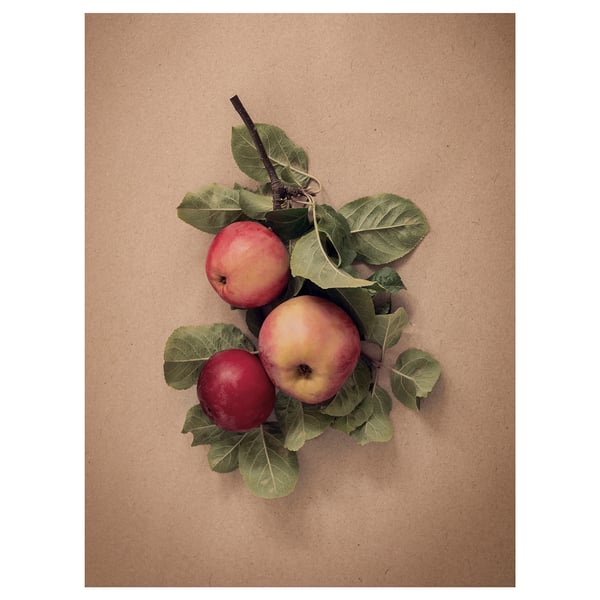 PJÄTTERYD - PJÄTTERYD Picture, leaves with apples, 30x40 cm