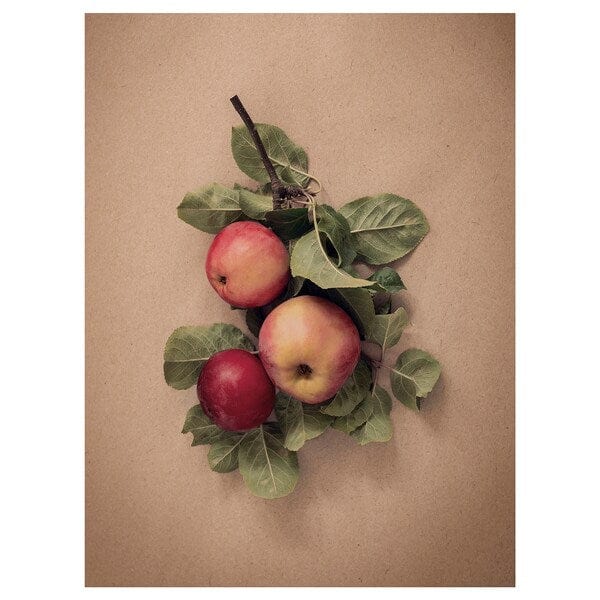 PJÄTTERYD - PJÄTTERYD Picture, leaves with apples, 30x40 cm