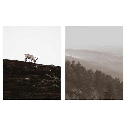 PJÄTTERYD picture, wandering reindeer, 40x50 cm, 2 pack