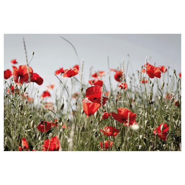 PJÄTTERYD - Canvas, red Wild flowers,118x78 cm