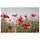 PJÄTTERYD picture, red Field flowers, 118x78 cm