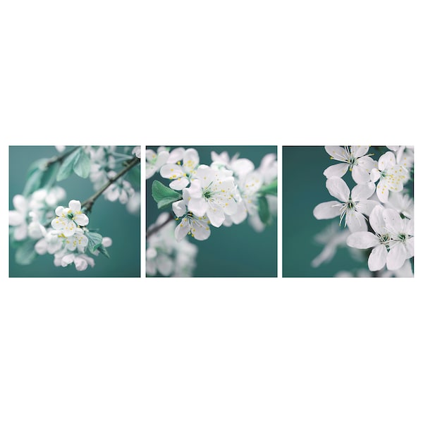 PJÄTTERYD - Picture, set of 3, cherry blossom/white, 56x56 cm