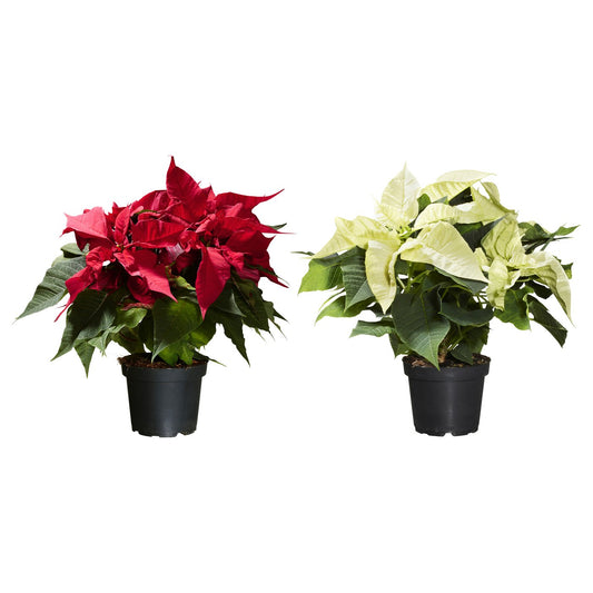 POINSETTIA potted plant, Poinsettia, 13 cm