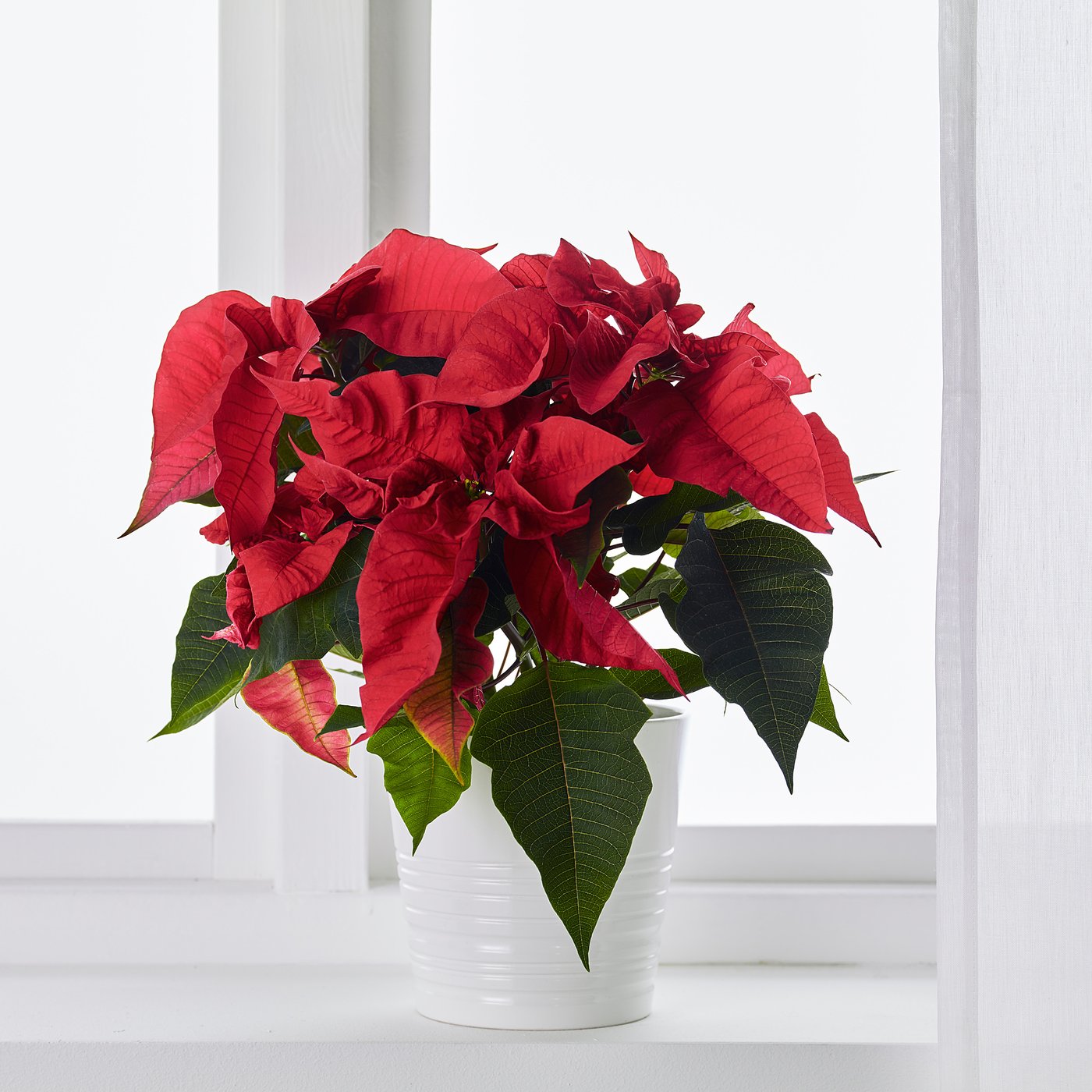 POINSETTIA potted plant, Poinsettia, 13 cm