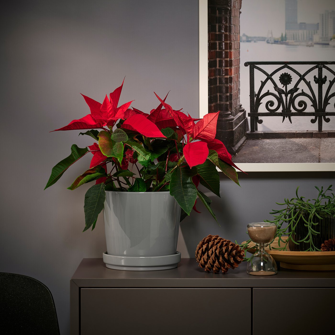 POINSETTIA potted plant, Poinsettia, 13 cm