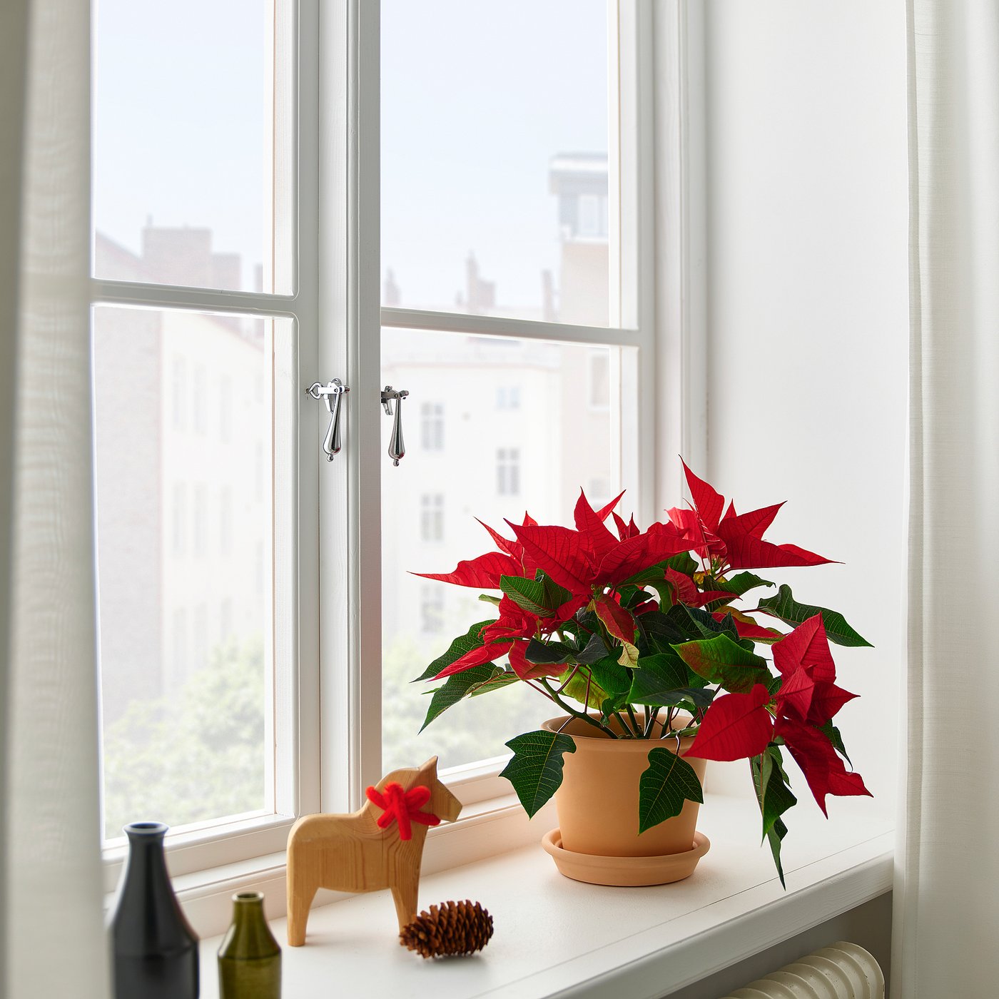 POINSETTIA potted plant, Poinsettia, 13 cm