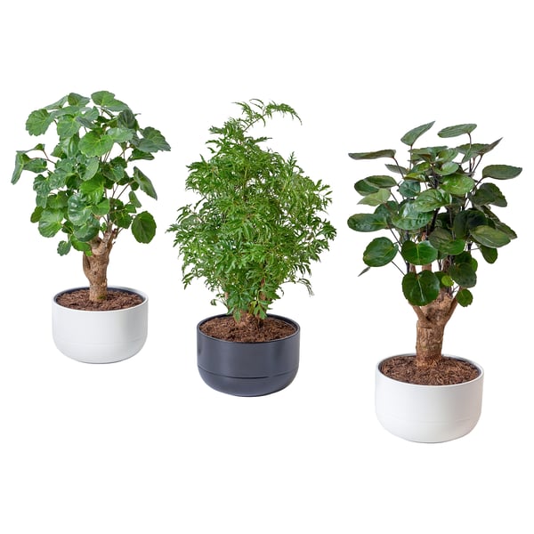 POLYSCIAS - Plant with pot, bonsai/various colours, 14 cm - Pot diameter: 14 cm.