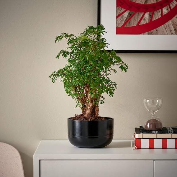 POLYSCIAS - Plant with pot, bonsai/various colours, 14 cm - Pot diameter: 14 cm.