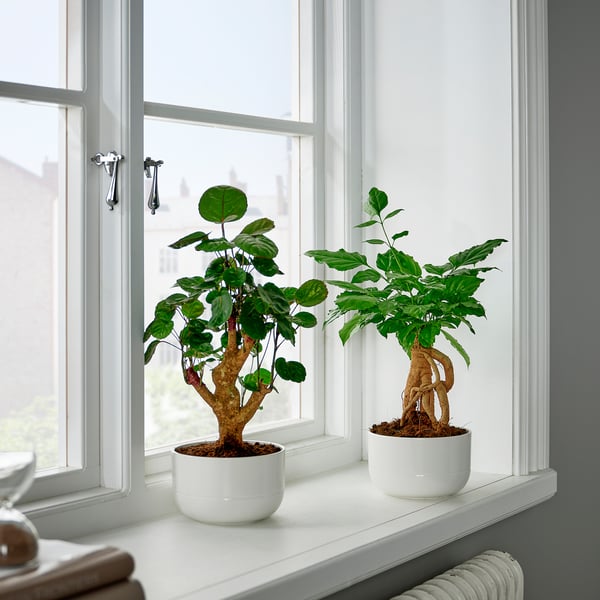 POLYSCIAS - Plant with pot, bonsai/various colours, 14 cm - Pot diameter: 14 cm.