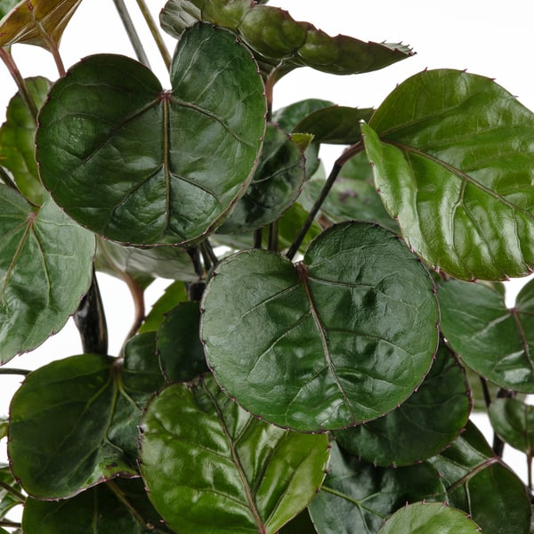 POLYSCIAS - Plant with pot, bonsai/various colours, 14 cm - Pot diameter: 14 cm.