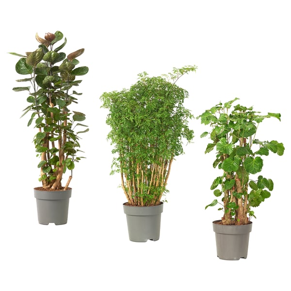 POLYSCIAS - Potted plant, Polyscias/various species, 24 cm - Pot diameter: 24 cm Plant height: 105 cm.