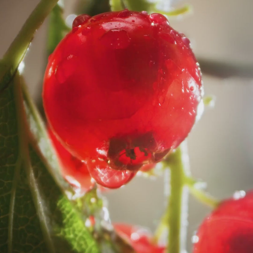 Video for IKEA product 20608380