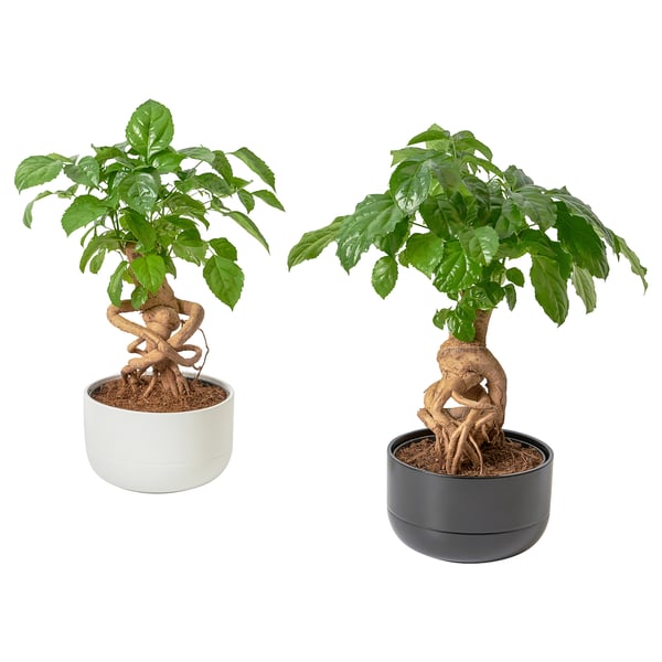 RADERMACHERA - Plant with pot, ./various colours, 14 cm - Pot diameter: 14 cmPlant height: 27 cm