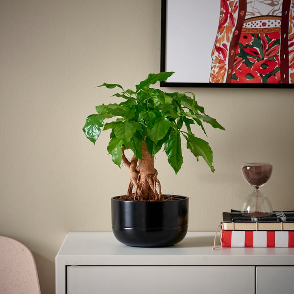 RADERMACHERA - Plant with pot, ./various colours, 14 cm - Pot diameter: 14 cmPlant height: 27 cm