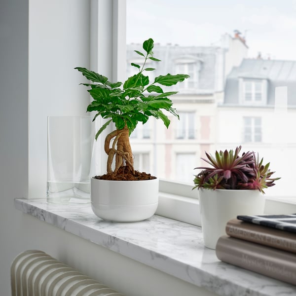 RADERMACHERA - Plant with pot, ./various colours, 14 cm - Pot diameter: 14 cmPlant height: 27 cm
