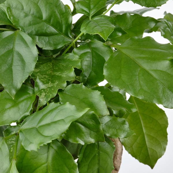 RADERMACHERA - Plant with pot, ./various colours, 14 cm - Pot diameter: 14 cmPlant height: 27 cm