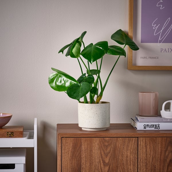 SANDKÖRSBÄR plant pot, in/outdoor/beige, 12 cm