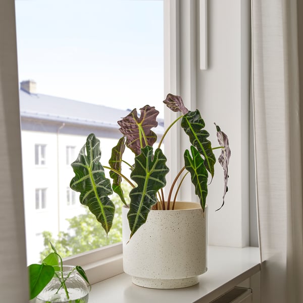 SANDKÖRSBÄR plant pot, in/outdoor/beige, 19 cm