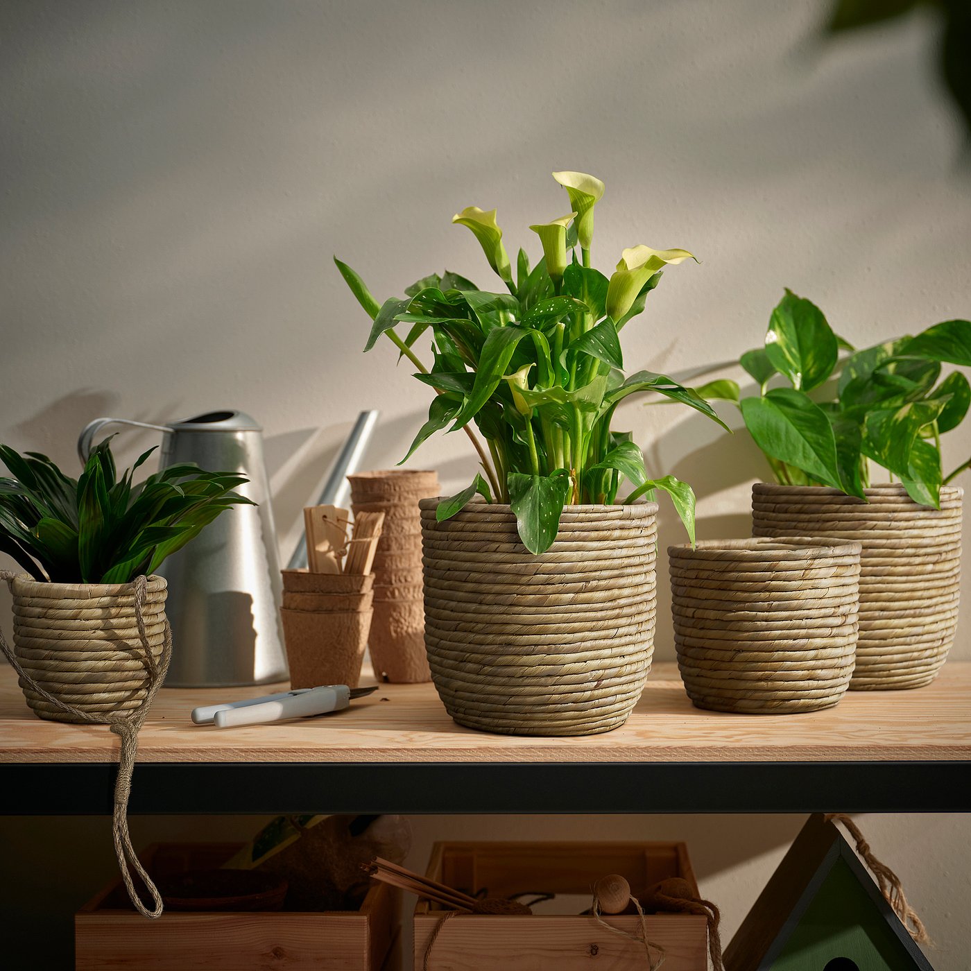 SANDÖDLA hanging planter, water hyacinth, 9 cm