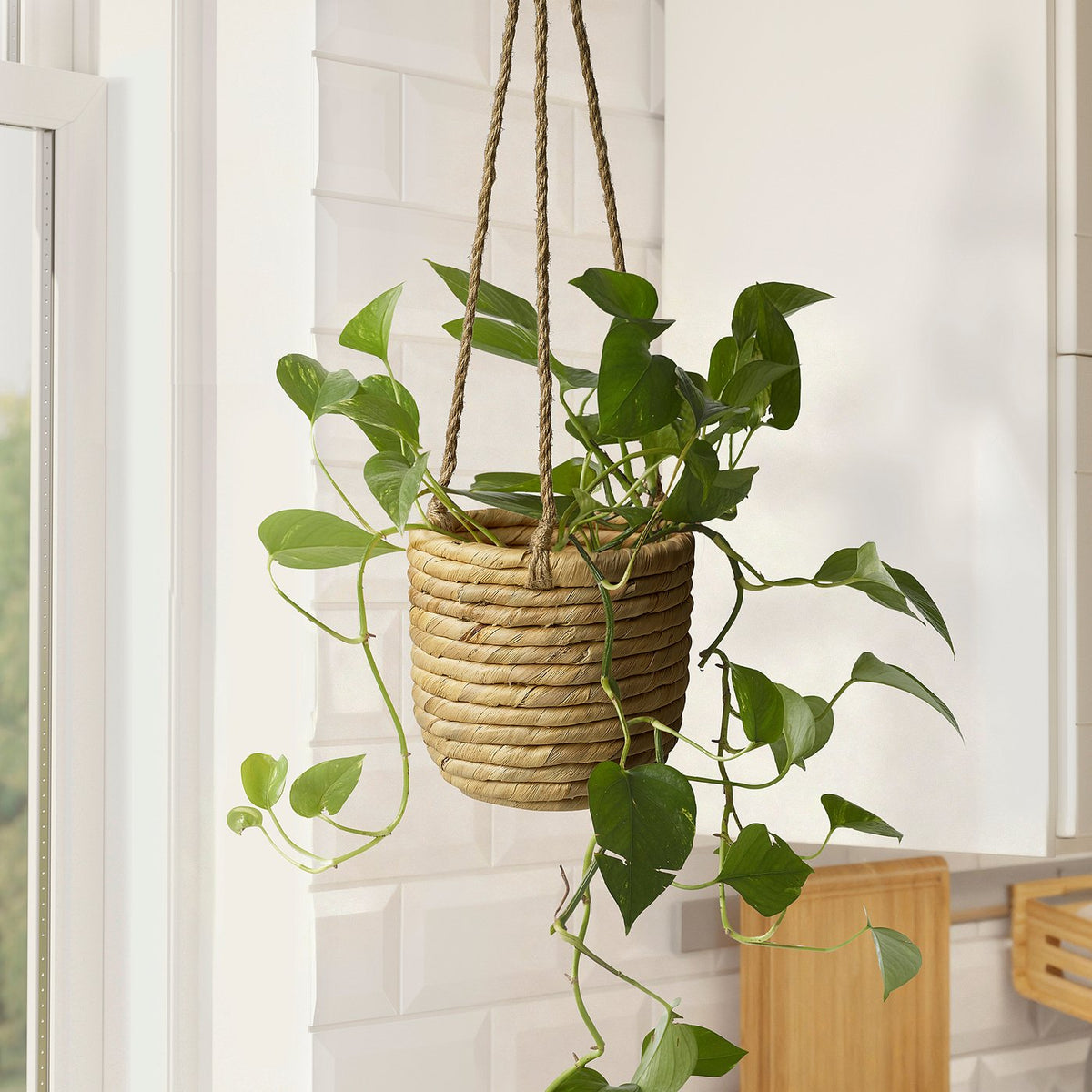 SANDÖDLA hanging planter, water hyacinth, 9 cm