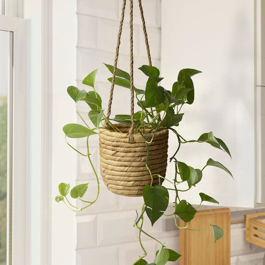 SANDÖDLA hanging planter, water hyacinth, 9 cm