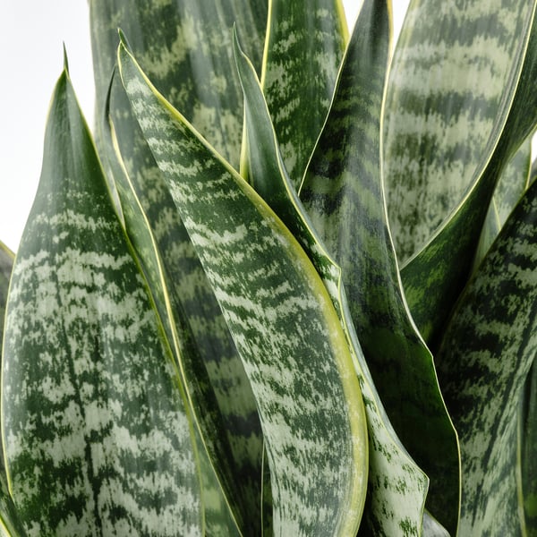 SANSEVIERIA - Potted plant, various species, 21 cm - Pot diameter: 21 cm.