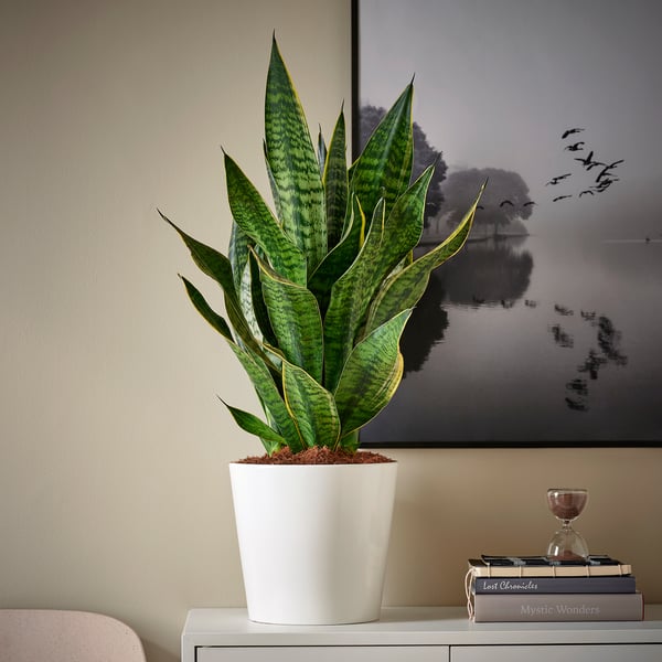 SANSEVIERIA - Potted plant, various species, 21 cm - Pot diameter: 21 cm.