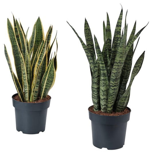 SANSEVIERIA - Potted plant, various species, 21 cm - Pot diameter: 21 cm.