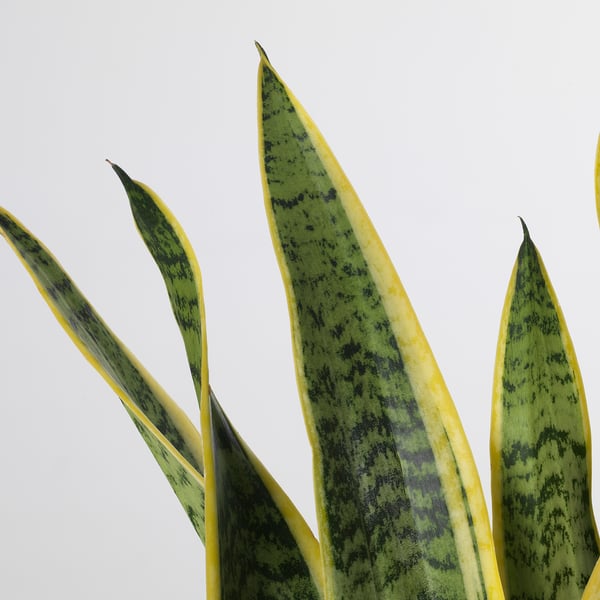SANSEVIERIA TRIFASCIATA - Potted plant, Mother-in-law&#039;s tongue, 14 cm - Pot diameter: 14 cm Plant height: 40 cm