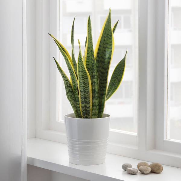 SANSEVIERIA TRIFASCIATA - Potted plant, Mother-in-law&#039;s tongue, 14 cm - Pot diameter: 14 cm Plant height: 40 cm
