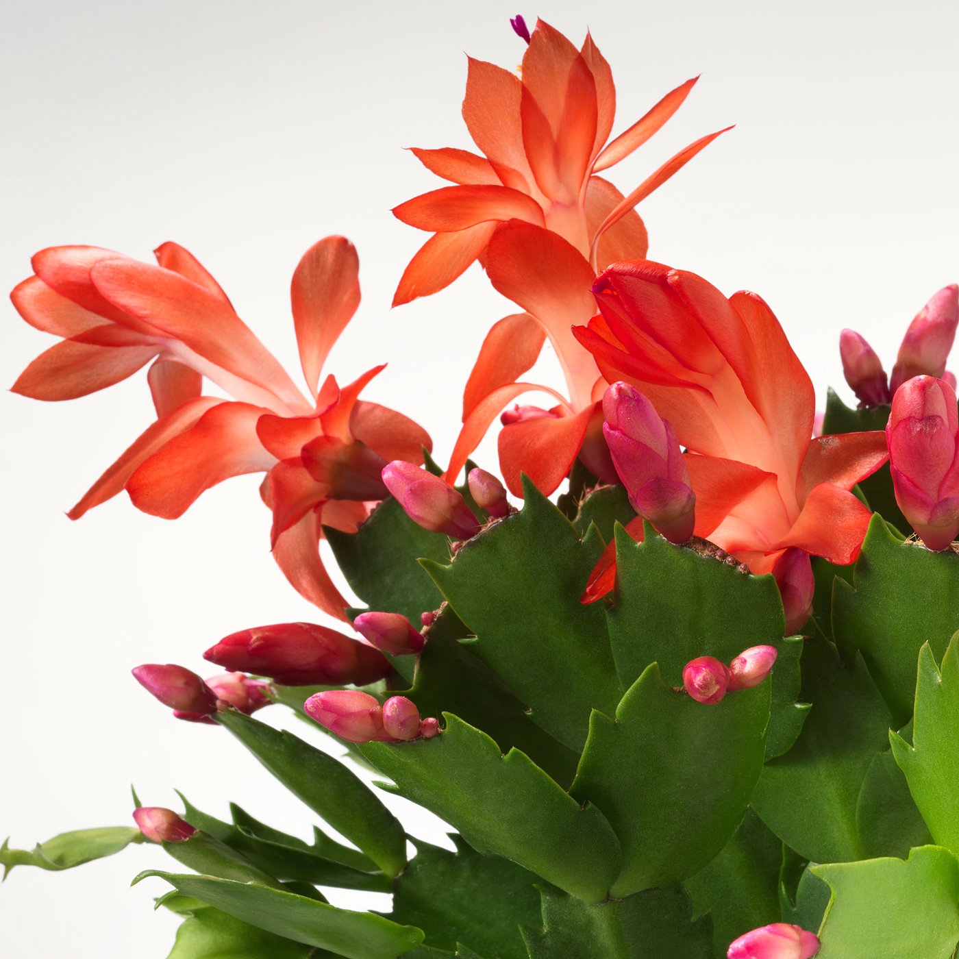 SCHLUMBERGERA potted plant, Christmas cactus, 12 cm