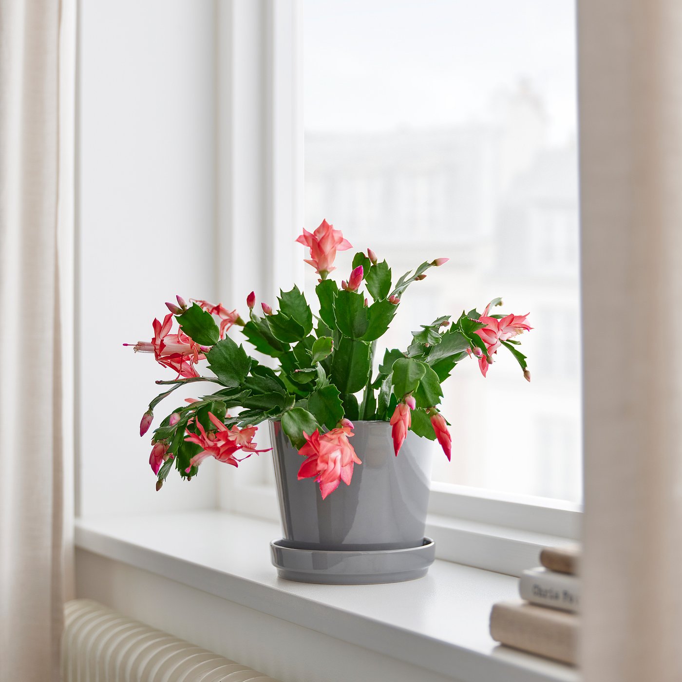 SCHLUMBERGERA potted plant, Christmas cactus, 12 cm