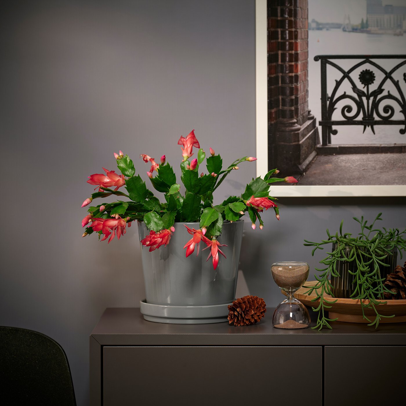 SCHLUMBERGERA potted plant, Christmas cactus, 12 cm