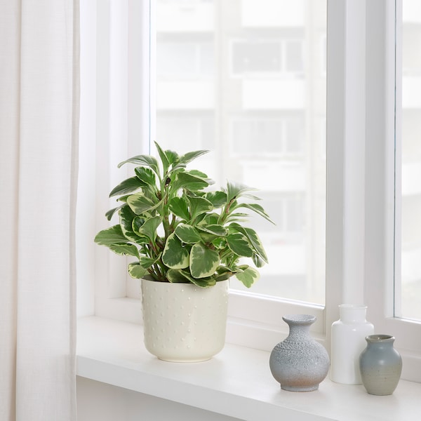 SESAMFRÖN - Plant pot, in/outdoor off-white, 12 cm